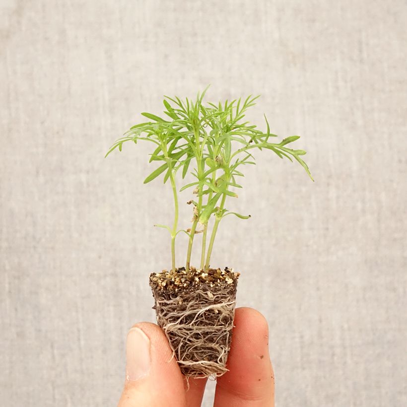 Esimerkki keväällä toimitetusta Lakritsasamettikukka taimena - Tagetes filifolia Minipaakku Ø 3/4 cm-taimesta