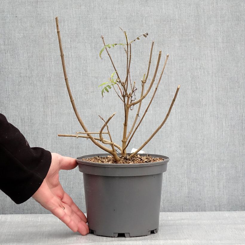Esimerkki talvella toimitetusta Ryhmäsamettikukka - Tagetes lemmonii 3 litran/4 litran ruukku-taimesta