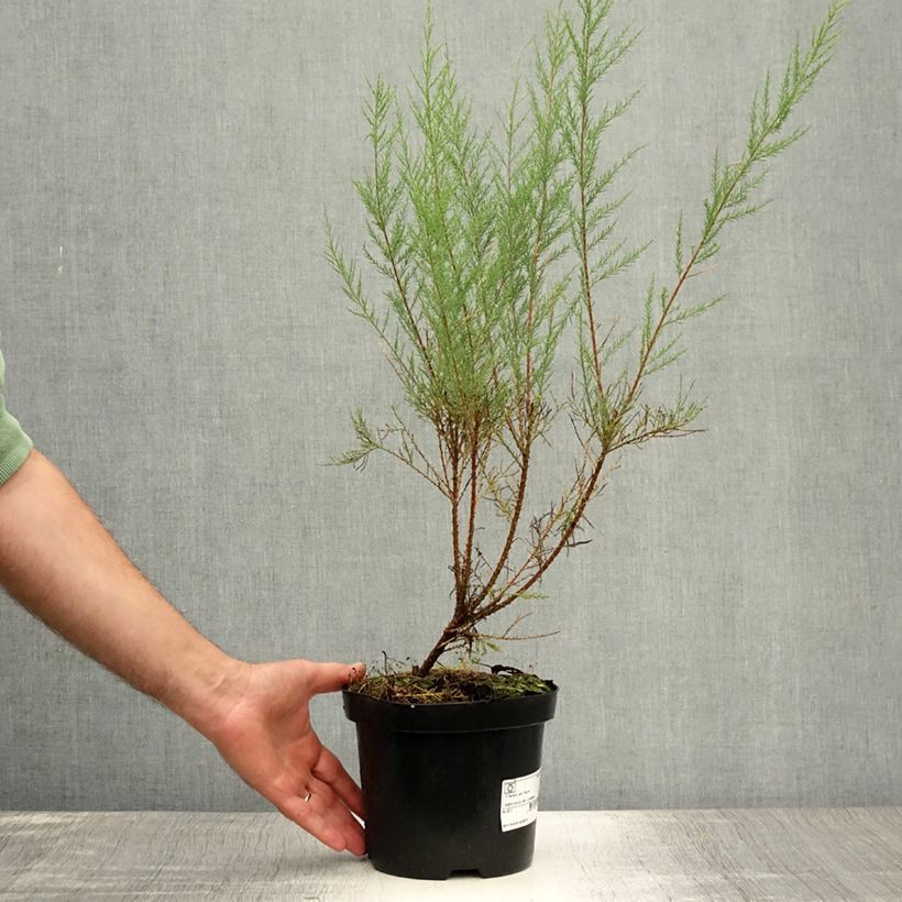 Esimerkki kesällä toimitetusta Syystamariski Rubra Ruukku 3L / 4L-taimesta