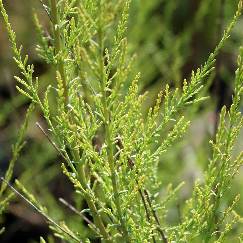 Syystamariski Rubra (Lehvistö)