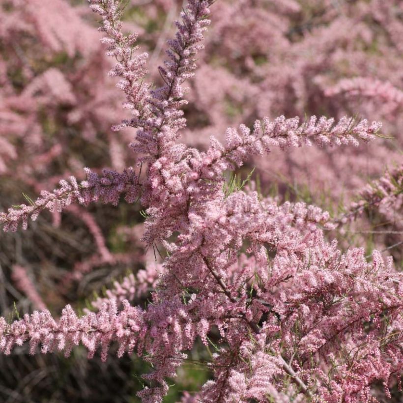 Balkanintamariski - Tamarix parviflora (Kukinta)