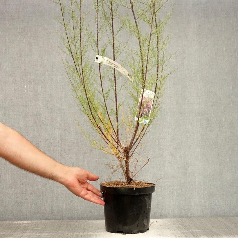 Esimerkki kesällä toimitetusta Balkanintamariski - Tamarix parviflora Ruukku 3L / 4L-taimesta