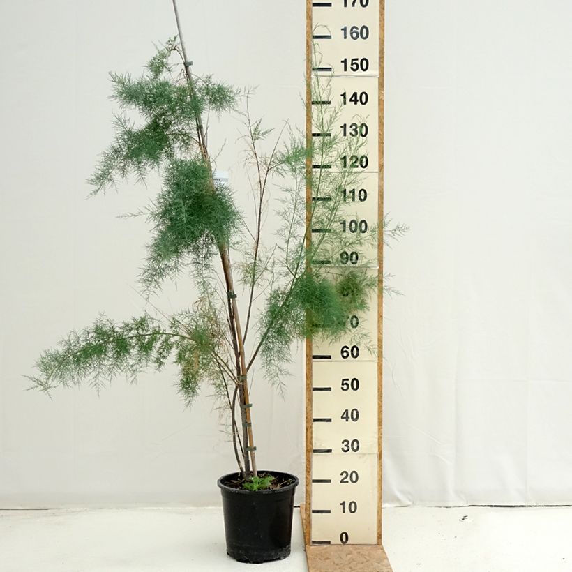 Esimerkki kesällä toimitetusta Syystamariski Pink Cascade Pot de 7,5L/10L-taimesta