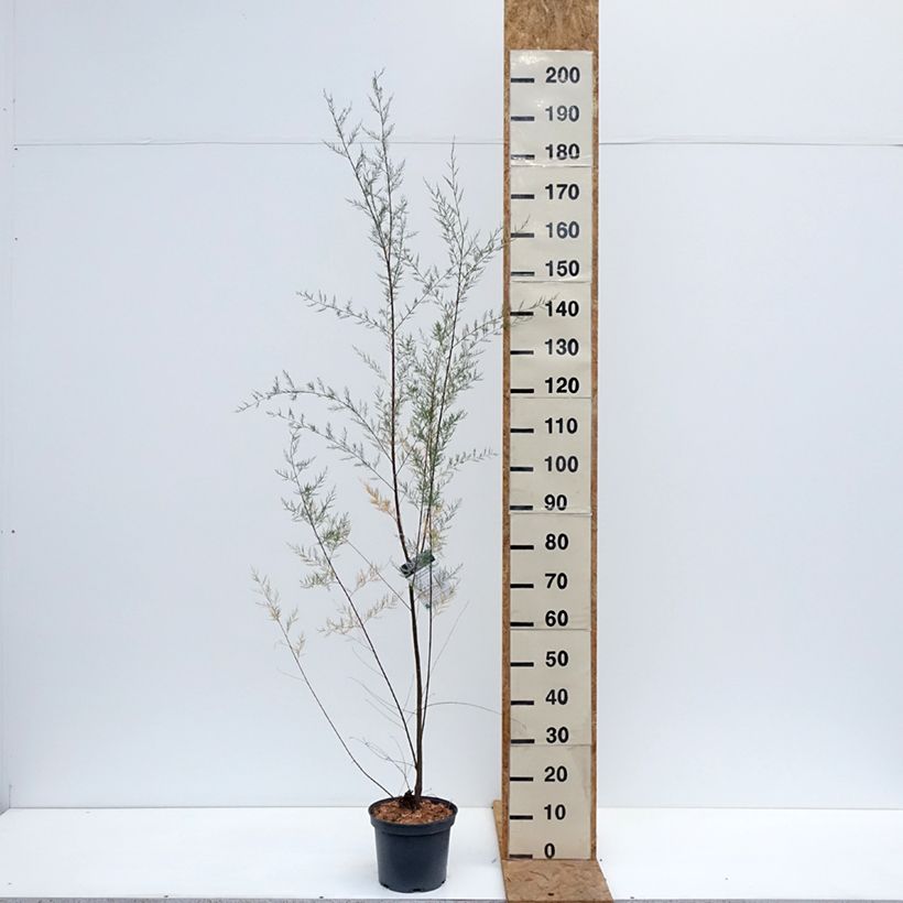 Esimerkki syksyllä toimitetusta Syystamariski - Tamarix ramosissima 4 litran/5 litran ruukku-taimesta
