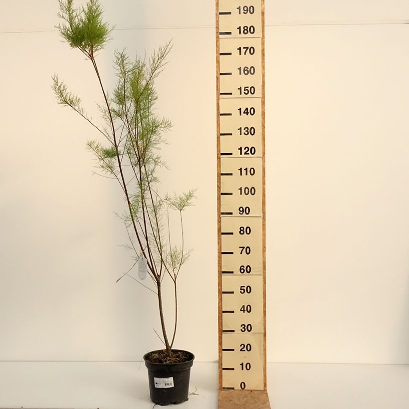 Esimerkki kesällä toimitetusta Syystamariski - Tamarix ramosissima 4 litran/5 litran ruukku-taimesta
