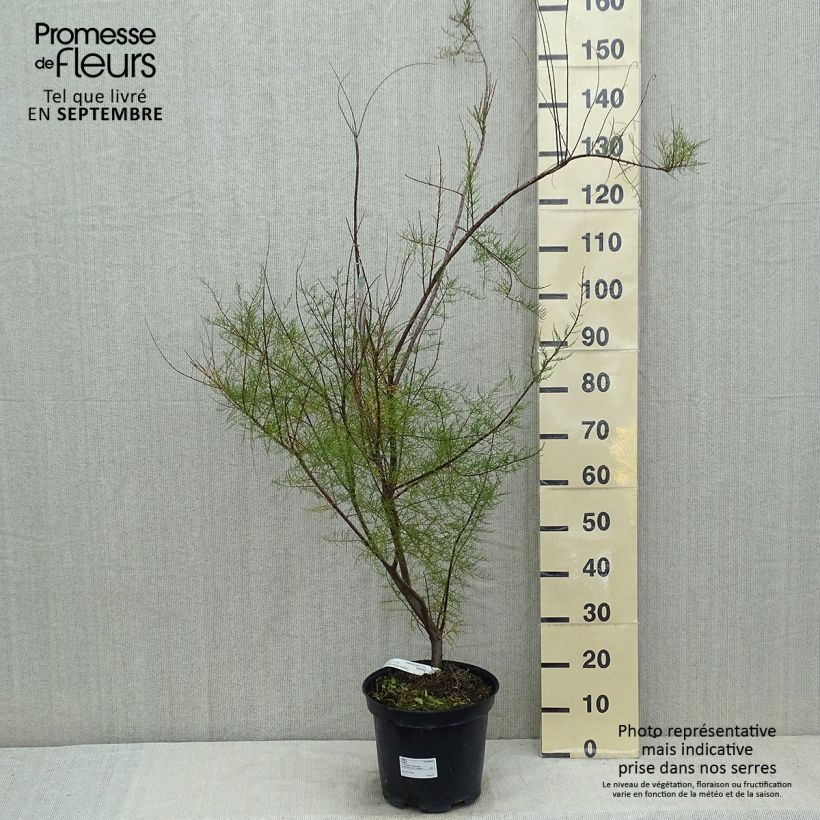 Esimerkki kesällä toimitetusta Kevättamariski - Tamarix tetrandra Ruukku 4L / 5L-taimesta