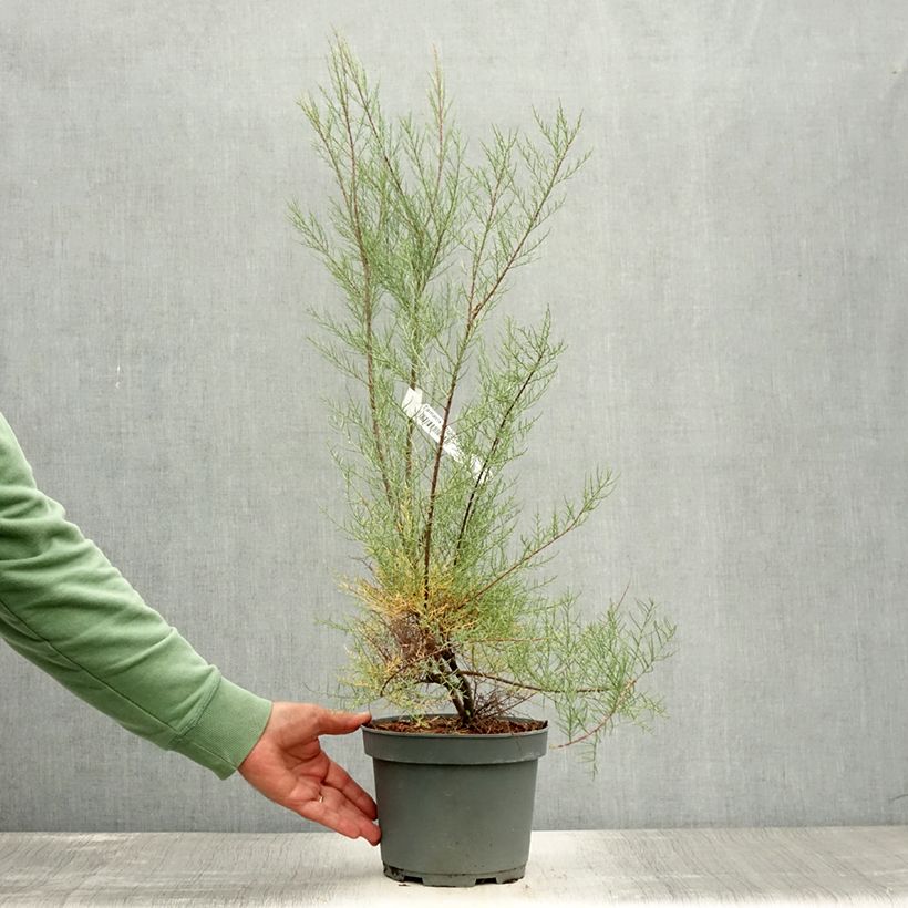 Esimerkki kesällä toimitetusta Kevättamariski - Tamarix tetrandra Ruukku 3L / 4L-taimesta