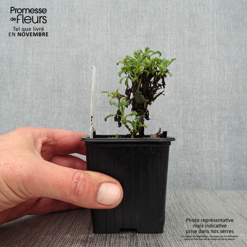 Esimerkki syksyllä toimitetusta Pietaryrti - Tanacetum haradjanii 7/8 cm taimiruukku-taimesta
