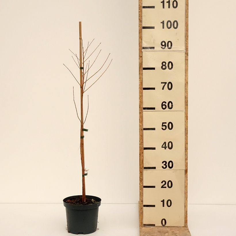 Esimerkki talvella toimitetusta Taxodium distichum - Cyprès chauve Pot de 3L/4L-taimesta