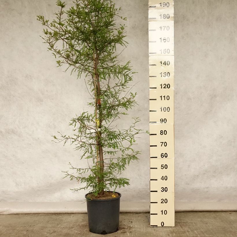 Esimerkki kesällä toimitetusta Suosypressi - Taxodium distichum Pot de 7,5L/10L-taimesta