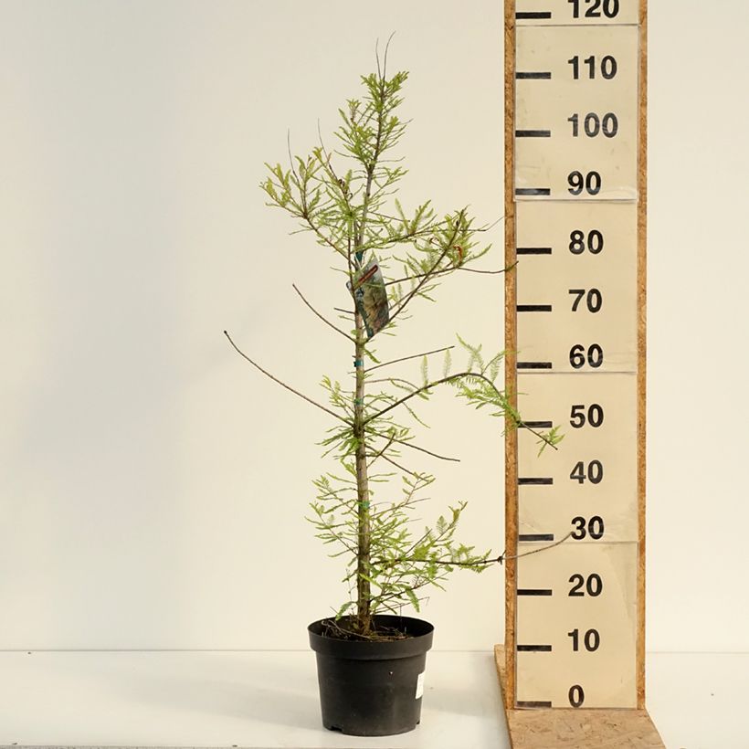 Esimerkki kesällä toimitetusta Suosypressi - Taxodium distichum Pot de 3L/4L-taimesta