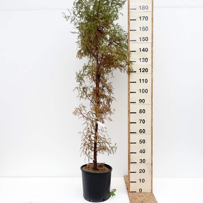 Esimerkki syksyllä toimitetusta Suosypressi - Taxodium distichum 7,5 litran / 10 litran ruukku-taimesta