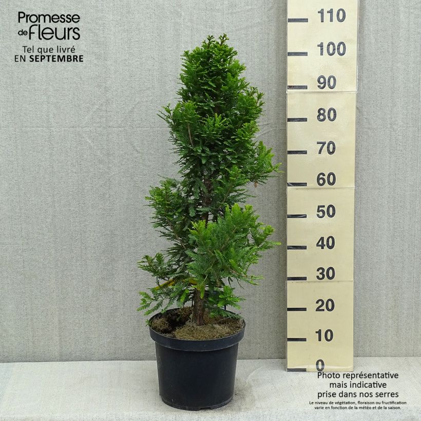 Esimerkki kesällä toimitetusta Suosypressi Pevé Minaret Pot de 6L/7L-taimesta