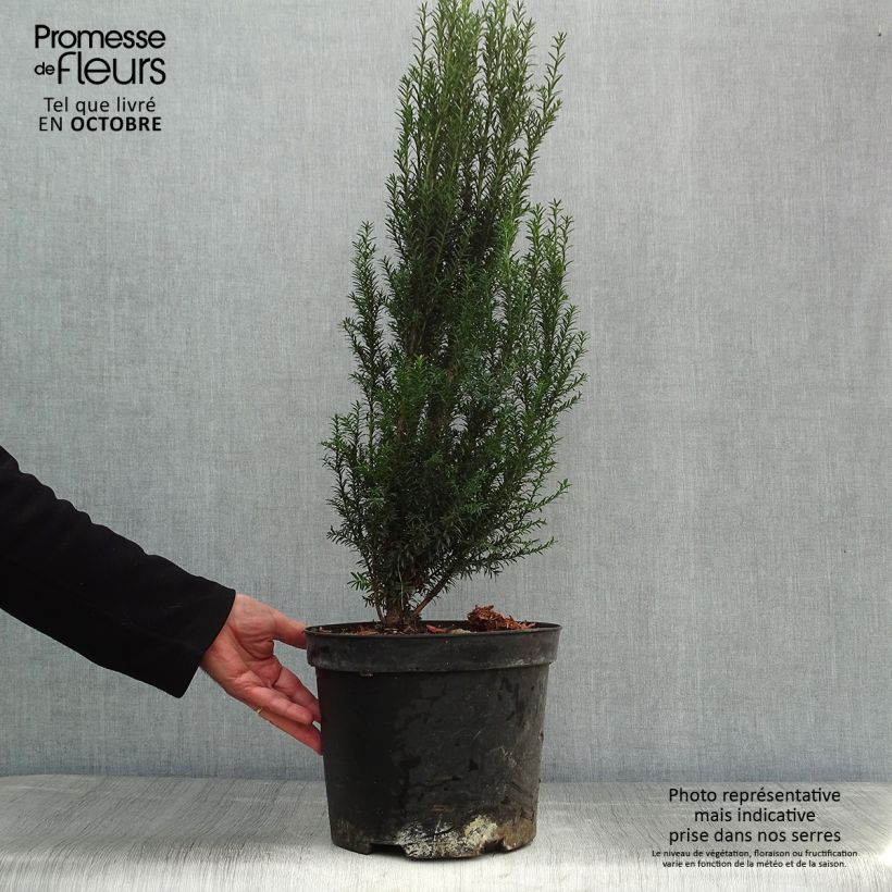 Esimerkki syksyllä toimitetusta Euroopanmarjakuusi - Taxus baccata 4 litran/5 litran ruukku-taimesta