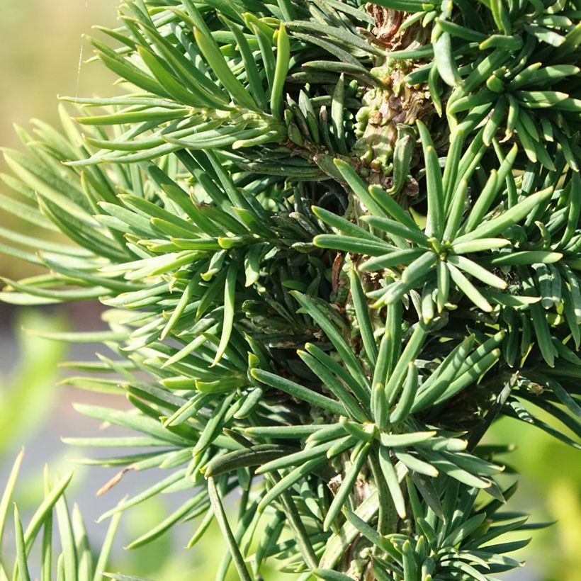 Euroopanmarjakuusi Cristata (Lehvistö)