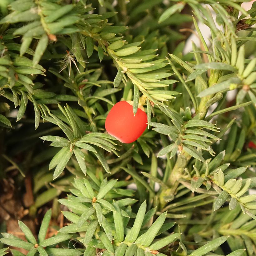 Euroopanmarjakuusi Elegantissima (Sadonkorjuu)