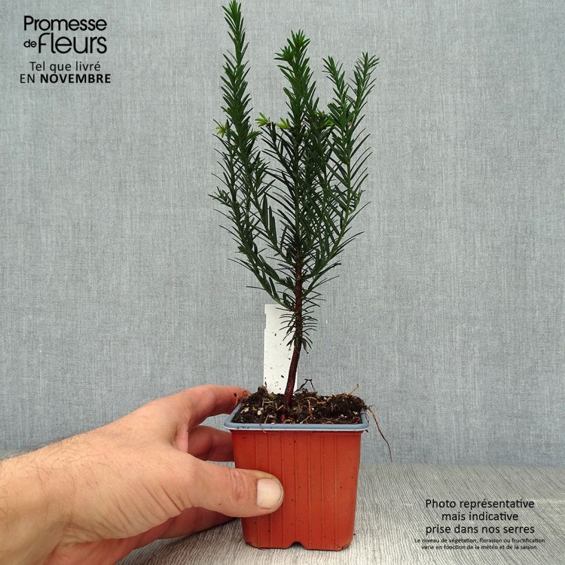 Esimerkki syksyllä toimitetusta Euroopanmarjakuusi - Taxus baccata 8/9 cm taimiruukku-taimesta