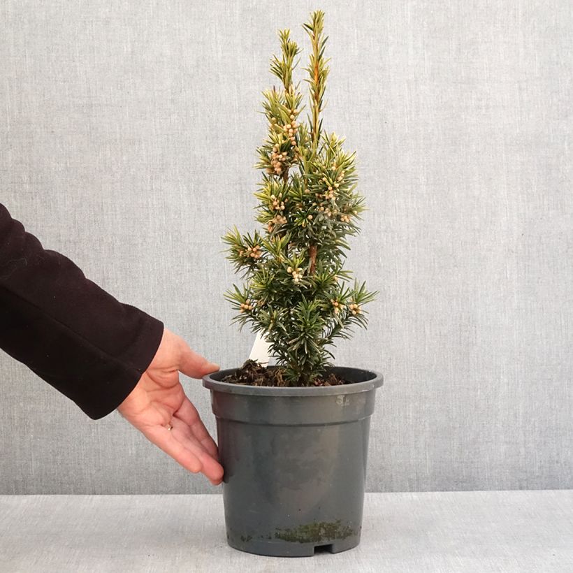 Esimerkki talvella toimitetusta Taxus baccata Fastigiata Aurea - If commun doré Pot de 2L/3L-taimesta