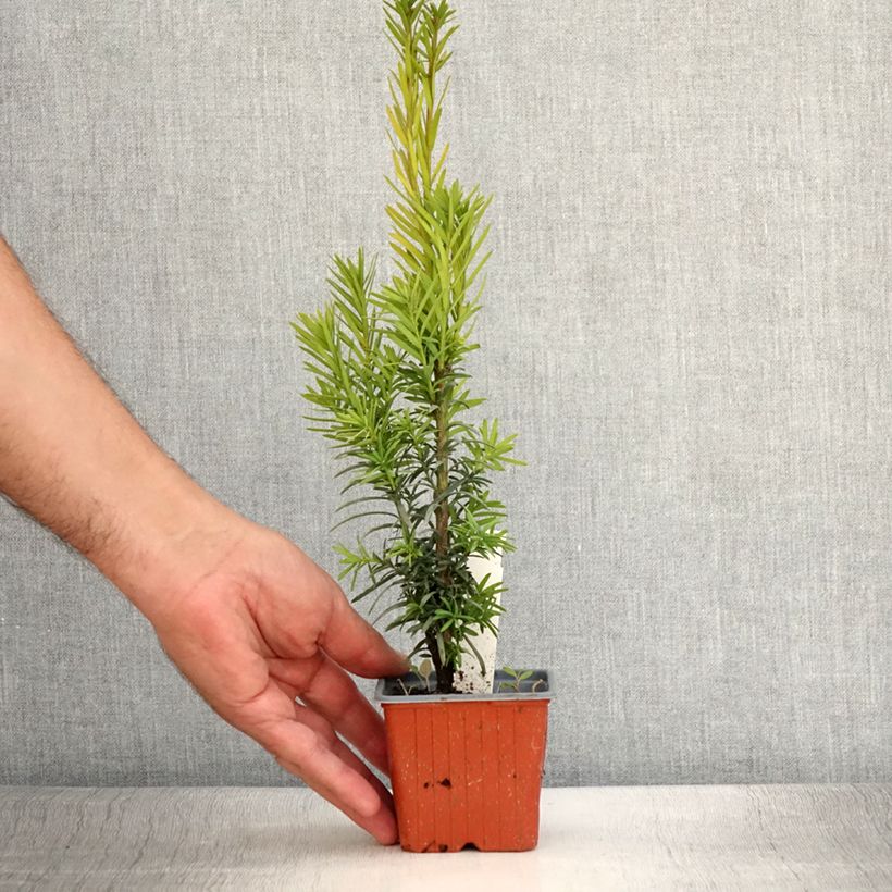 Esimerkki kesällä toimitetusta Euroopanmarjakuusi Fastigiata Robusta Taimiruukku 8/9 cm-taimesta