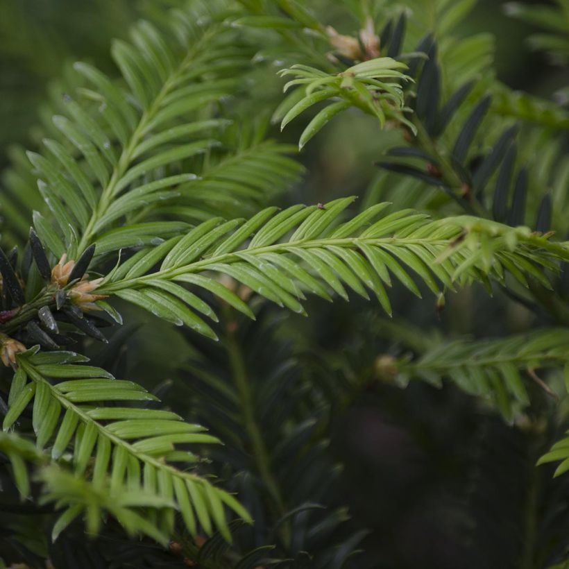 Euroopanmarjakuusi - Taxus baccata (Lehvistö)