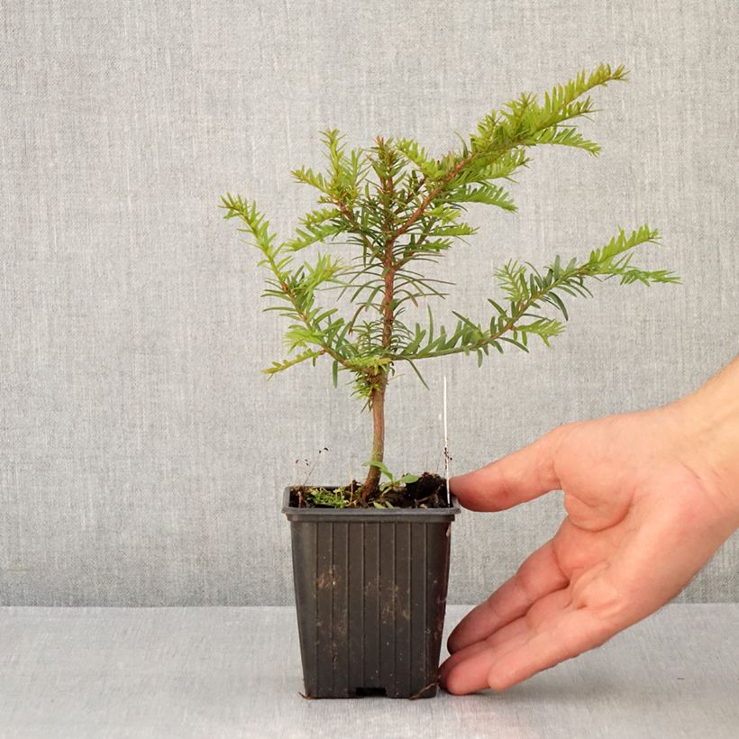Esimerkki kesällä toimitetusta Euroopanmarjakuusi - Taxus baccata Taimiruukku 8/9 cm-taimesta