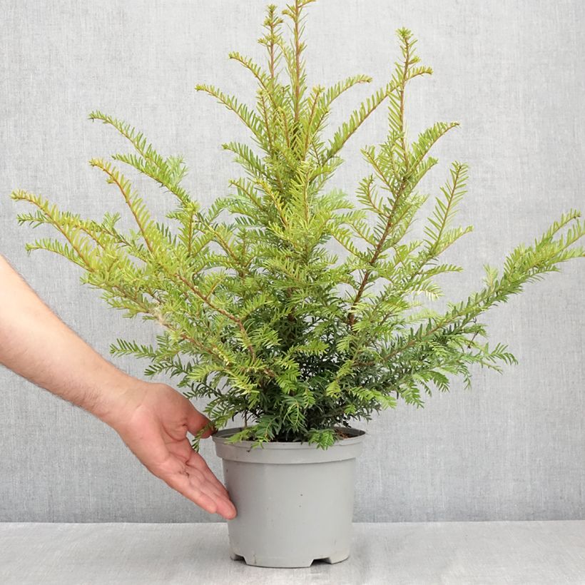Esimerkki kesällä toimitetusta Euroopanmarjakuusi - Taxus baccata Ruukku 2L / 3L-taimesta