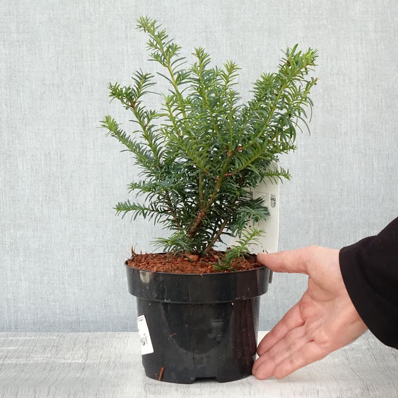 Esimerkki syksyllä toimitetusta Taxus baccata Summergold - If commun doré Pot de 2L/3L-taimesta