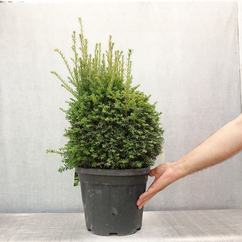Esimerkki kesällä toimitetusta Euroopanmarjakuusi pallomuoto - Taxus baccata Pot de 7,5L/10L, Pallo-taimesta