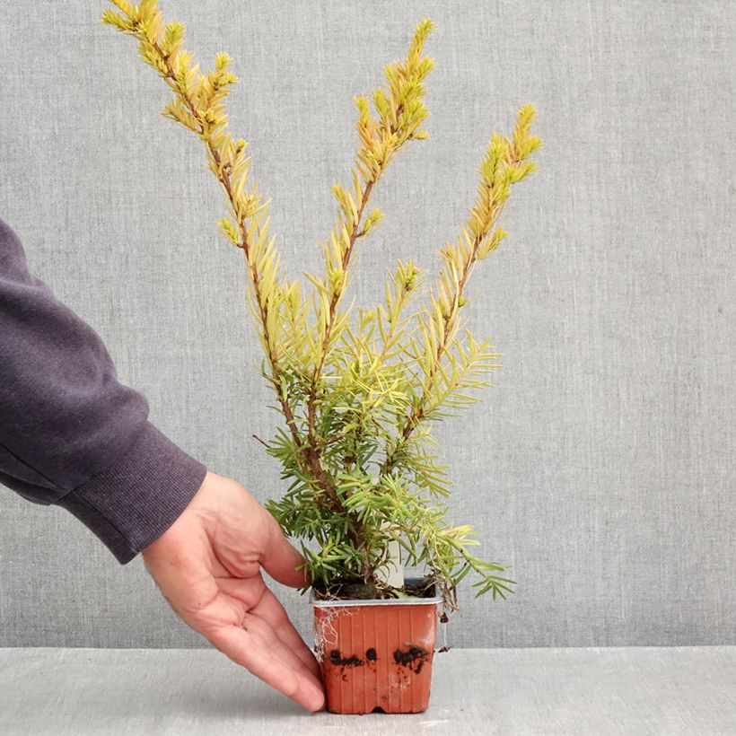 Esimerkki syksyllä toimitetusta Kartiomarjakuusi Densiformis 8/9 cm taimiruukku-taimesta