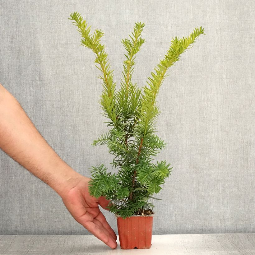 Esimerkki kesällä toimitetusta Kartiomarjakuusi Densiformis Godet de 8/9 cm-taimesta