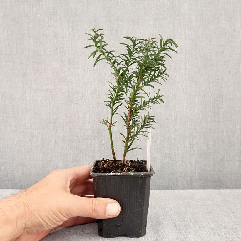 Esimerkki syksyllä toimitetusta Kartiomarjakuusi Hillii 8/9 cm taimiruukku-taimesta