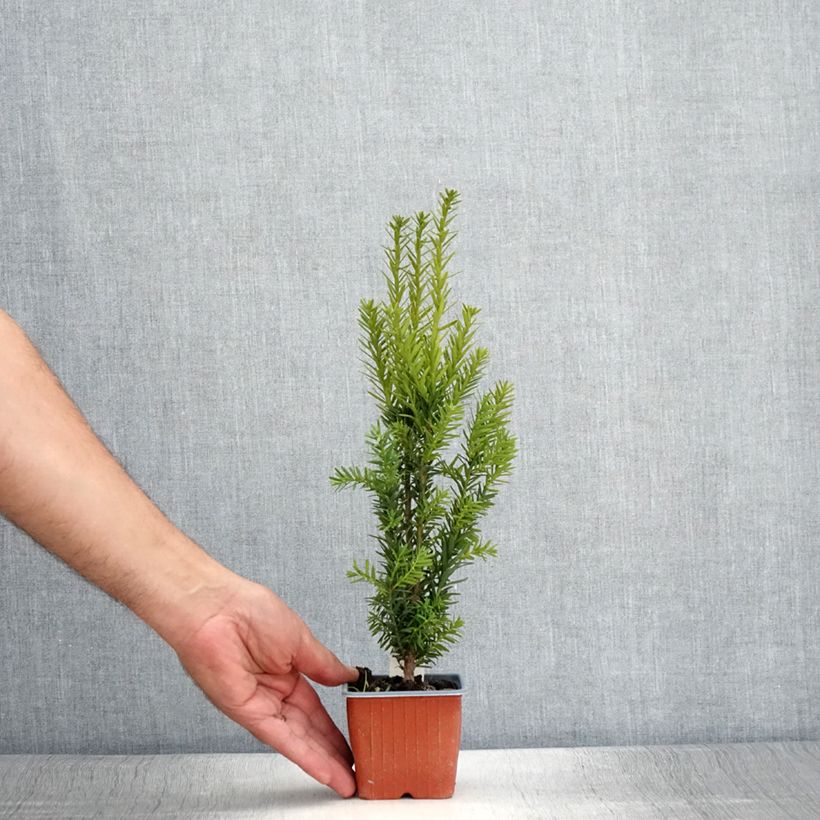 Esimerkki kesällä toimitetusta Kartiomarjakuusi Hillii Godet de 8/9 cm-taimesta