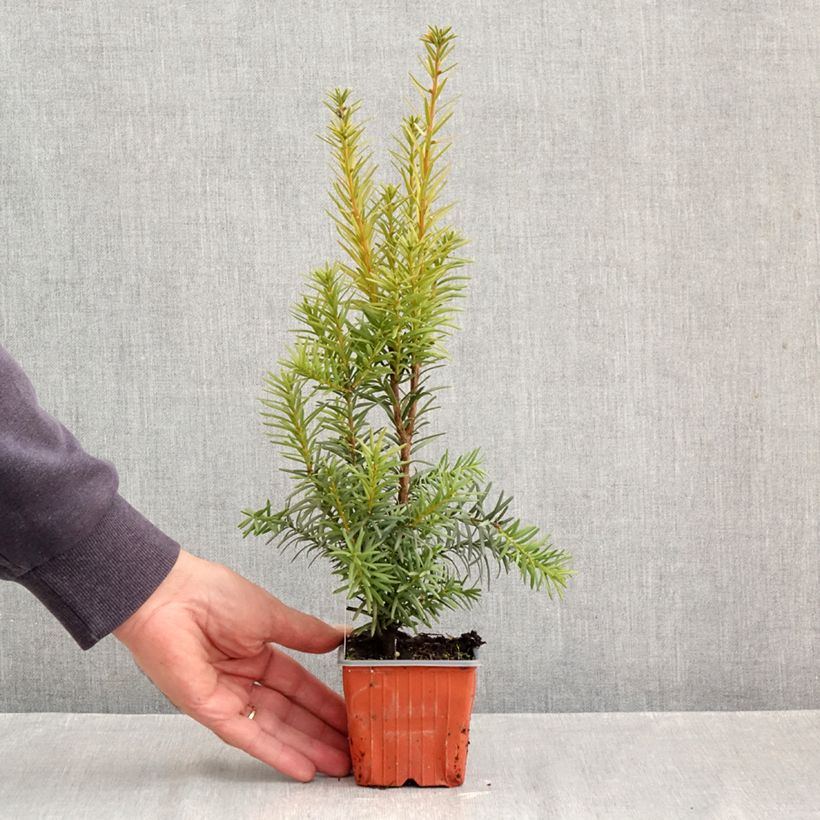 Esimerkki syksyllä toimitetusta Kartiomarjakuusi Hicksii 8/9 cm taimiruukku-taimesta