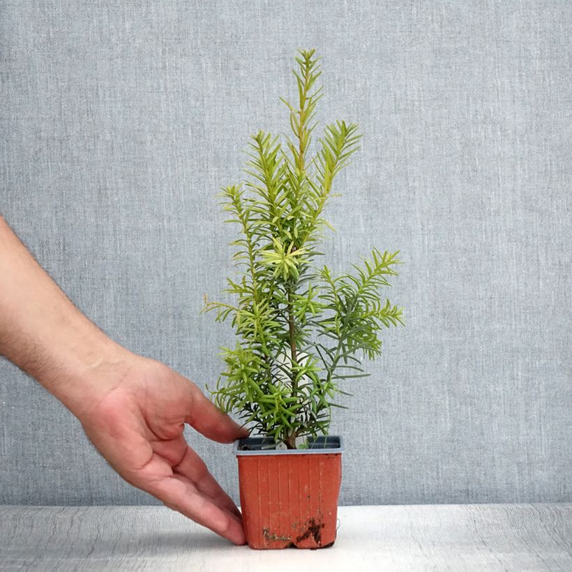 Esimerkki kesällä toimitetusta Kartiomarjakuusi Hicksii Taimiruukku 8/9 cm-taimesta