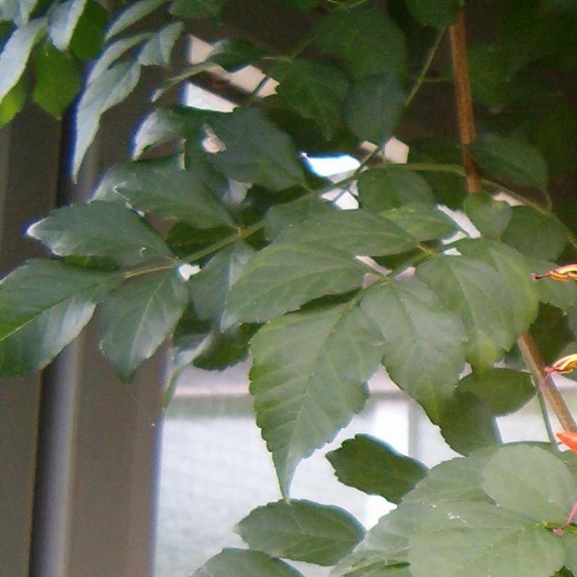 Kapintulipiippu - Tecoma capensis (Lehvistö)