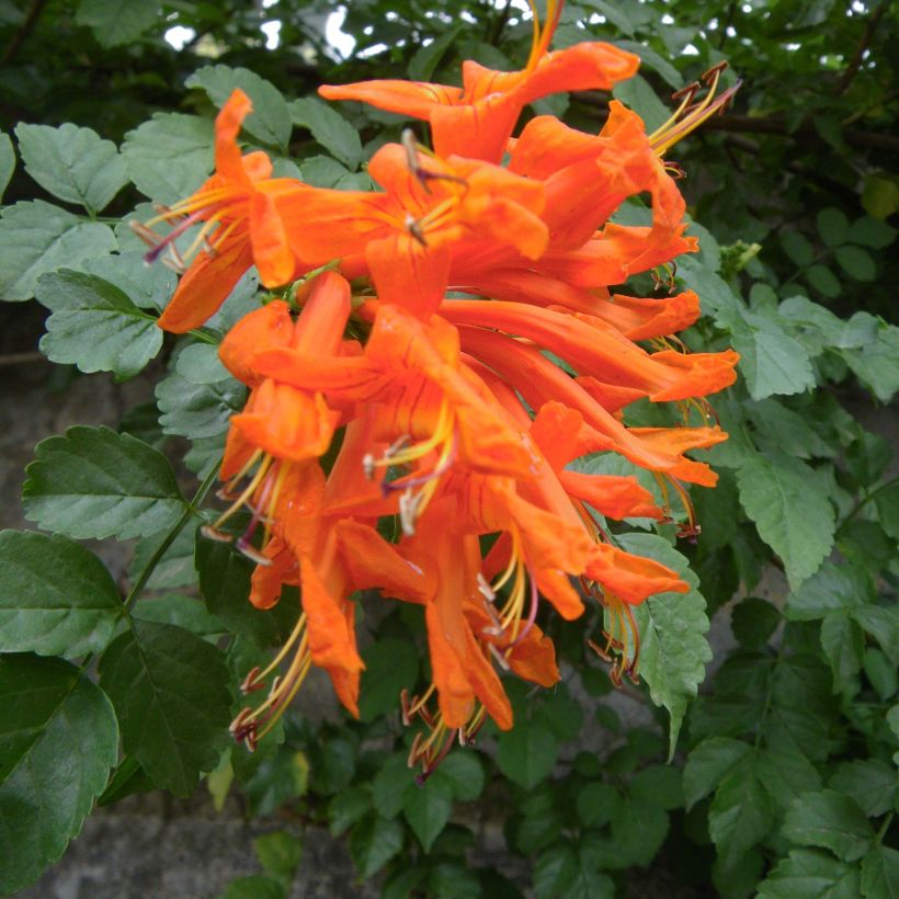 Kapintulipiippu - Tecoma capensis (Kukinta)