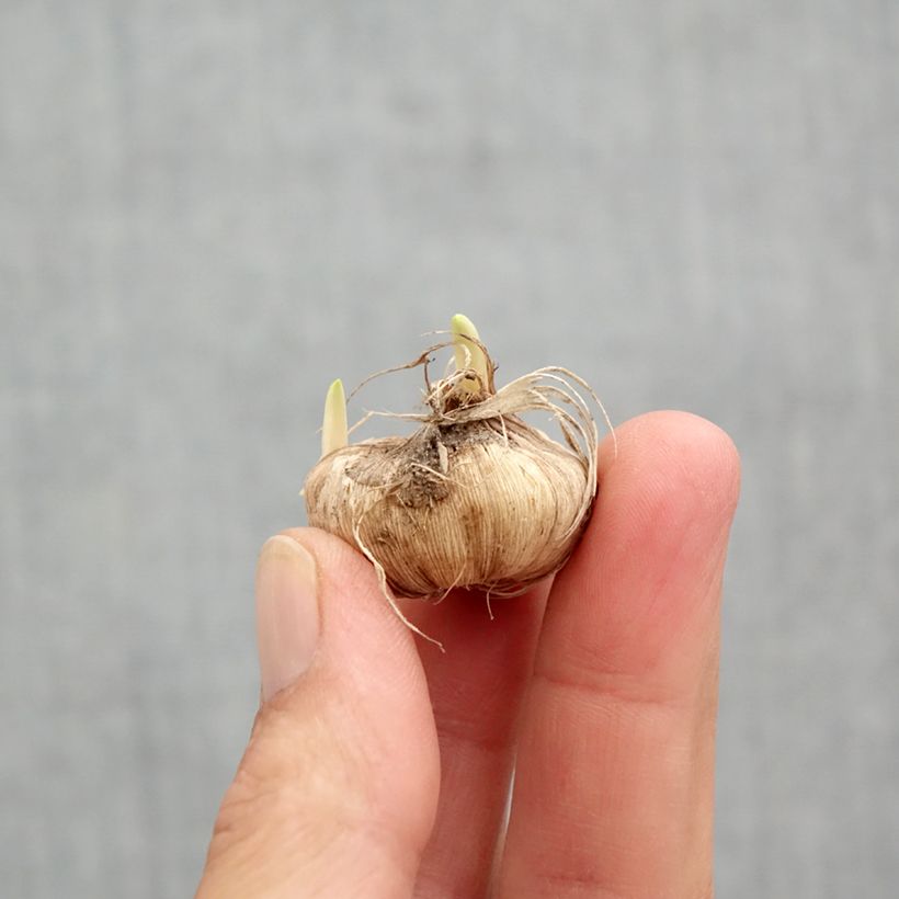 Esimerkki keväällä toimitetusta Chilentähti sininen - Tecophilaea cyanocrocus Bulbe size I-taimesta
