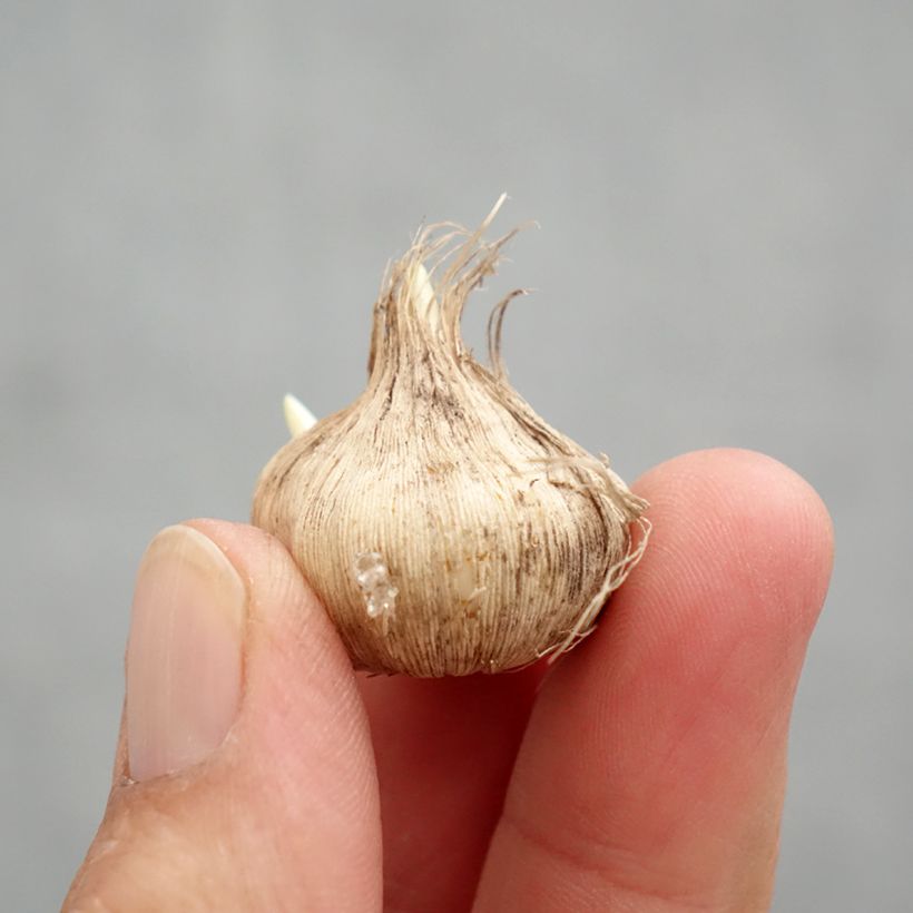 Esimerkki keväällä toimitetusta Tecophilaea cyanocrocus Sipulit Koko I-taimesta