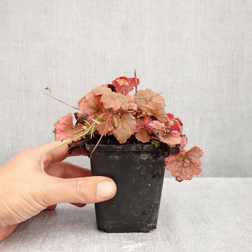 Esimerkki syksyllä toimitetusta Tellima grandiflora Rubra 8/9 cm taimiruukku-taimesta