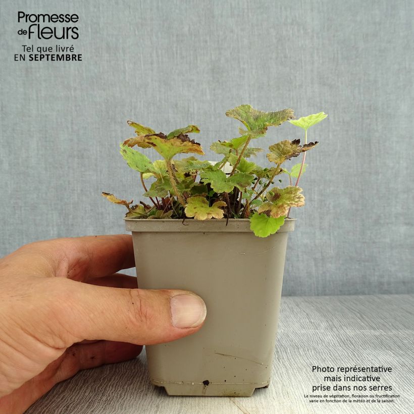 Esimerkki kesällä toimitetusta Tellima grandiflora Rubra Godet de 8/9 cm-taimesta