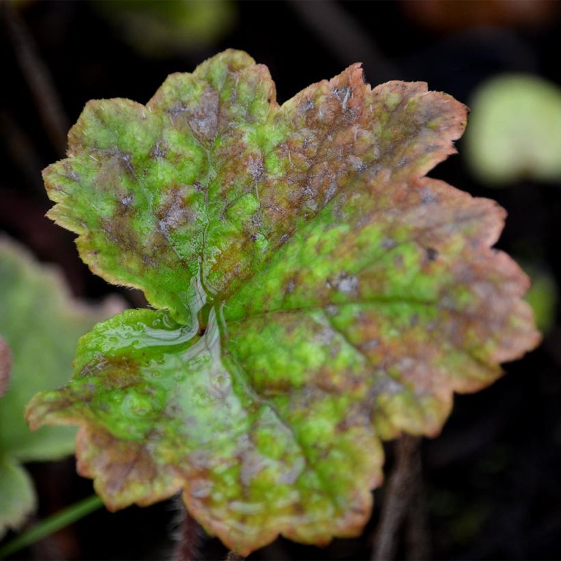 Tellima grandiflora Rubra (Lehvistö)