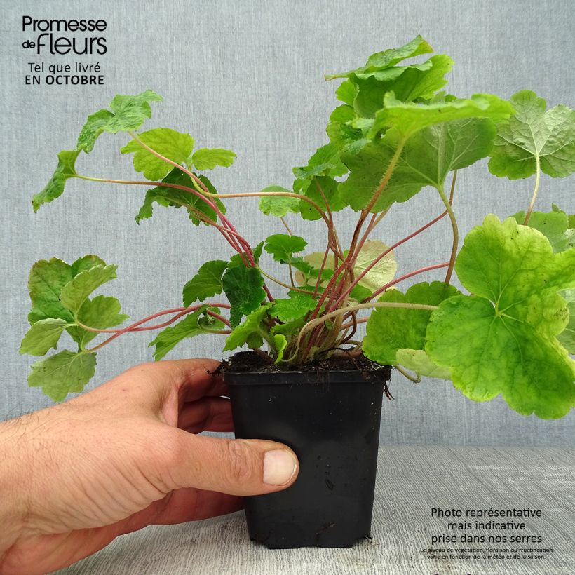 Esimerkki syksyllä toimitetusta Tellima grandiflora 8/9 cm taimiruukku-taimesta