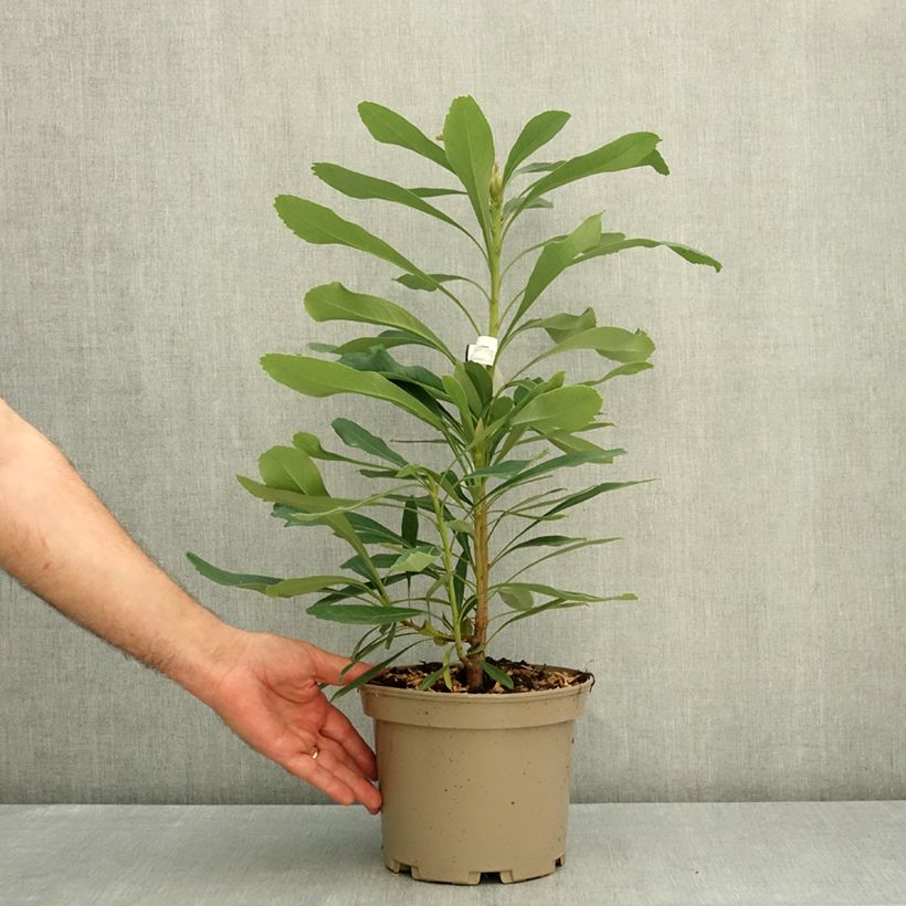 Esimerkki kesällä toimitetusta Telopea hybrida Essie's Gift 4 litran/5 litran ruukku-taimesta