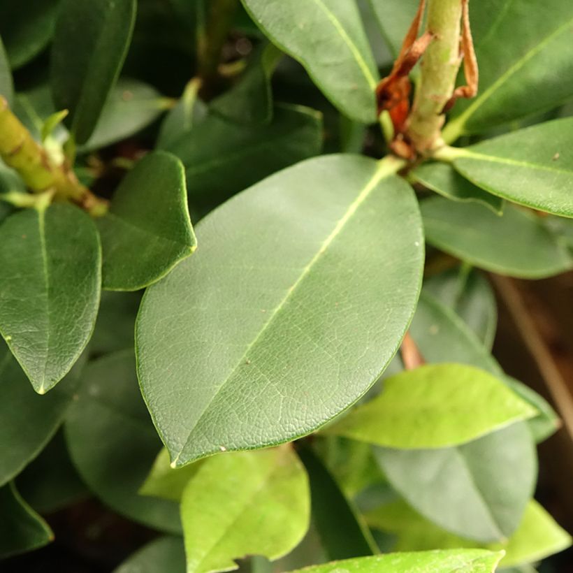 Telopea speciosissima (Lehvistö)