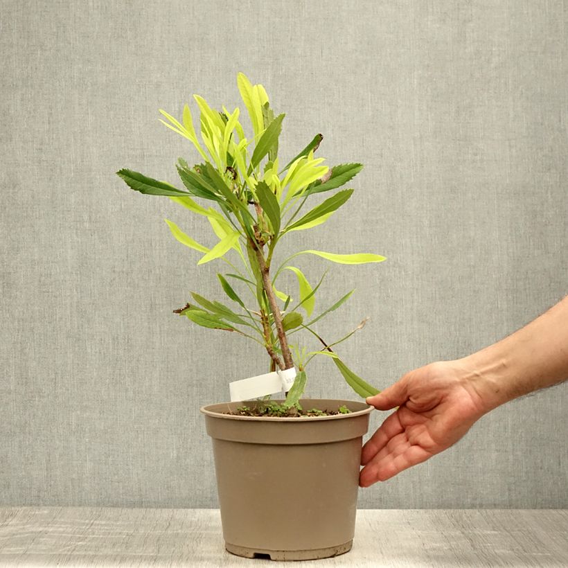 Esimerkki kesällä toimitetusta Telopea speciosissima Valkoinen Pot de 4L/5L-taimesta
