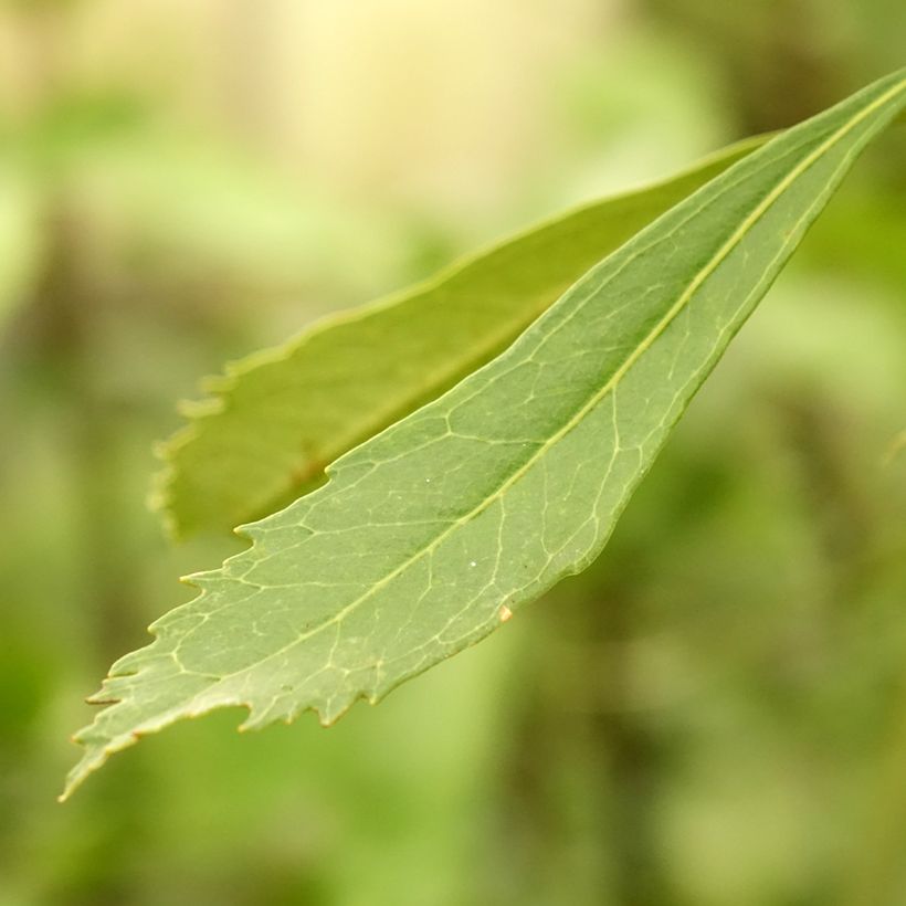 Telopea speciosissima Valkoinen (Lehvistö)