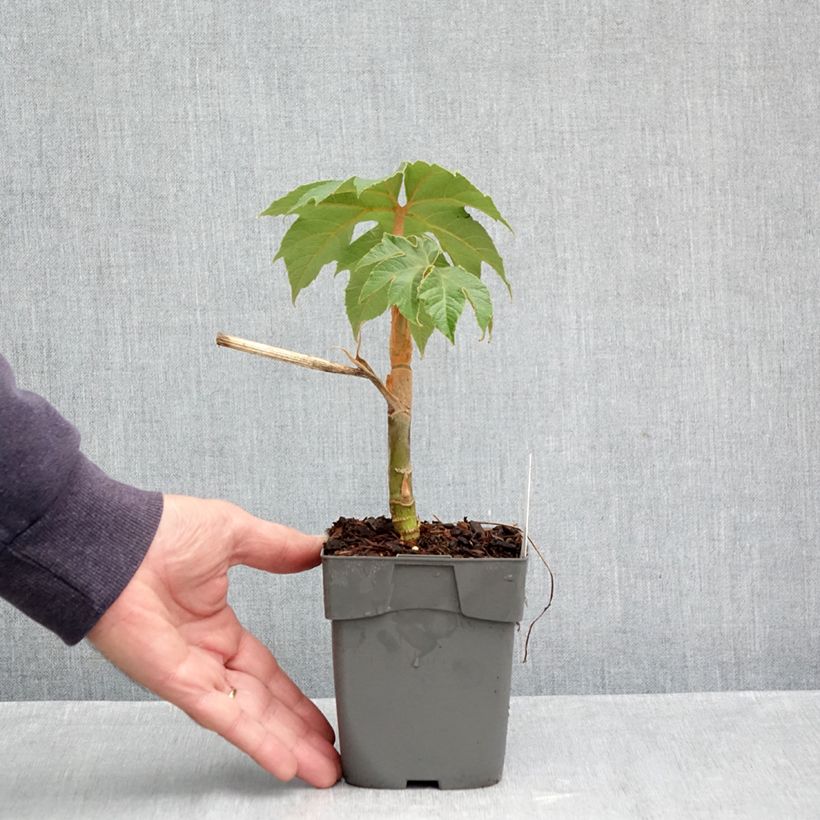 Esimerkki syksyllä toimitetusta Paperiaralia Rex 10 cm/11 cm ruukku-taimesta