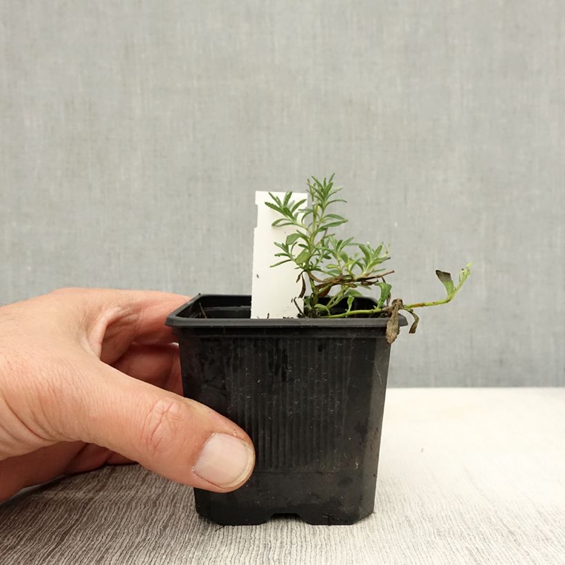 Esimerkki syksyllä toimitetusta Teurikka - Teucrium ackermannii 8/9 cm taimiruukku-taimesta