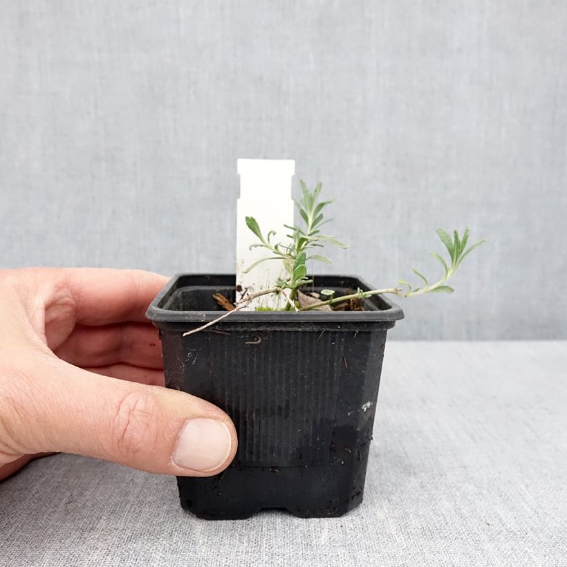 Esimerkki keväällä toimitetusta Teurikka - Teucrium ackermannii Godet de 8/9 cm-taimesta
