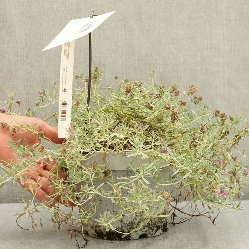 Esimerkki kesällä toimitetusta Teurikka - Teucrium ackermannii 3 litran/4 litran ruukku-taimesta
